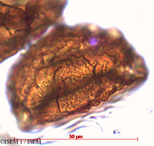 ISEM 1/Osmunda_regalis_82307/Osmunda_regalis_82307_0001(copy)_thumb.jpg